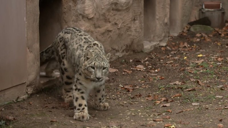 Schneeleopard im Tiergarten Nürnberg. | Bild: BR Schneeleopard im Tiergarten Nürnberg.