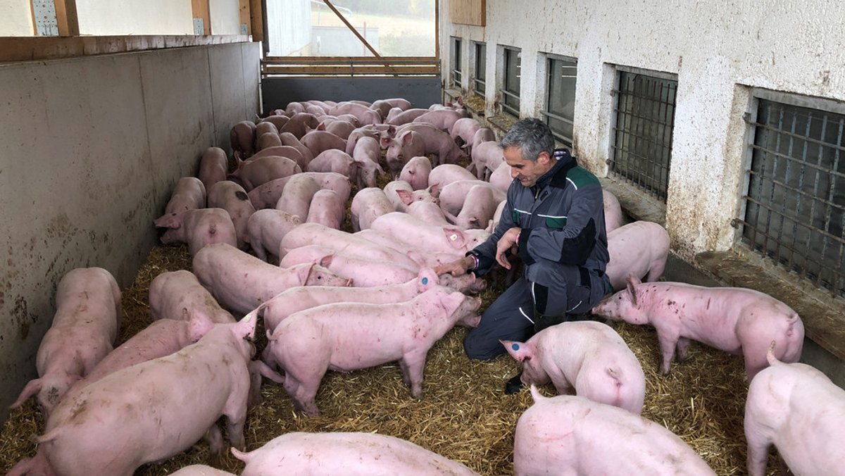 Ein bayerischer Landwirt inmitten seiner Schweine (Symbolbild).