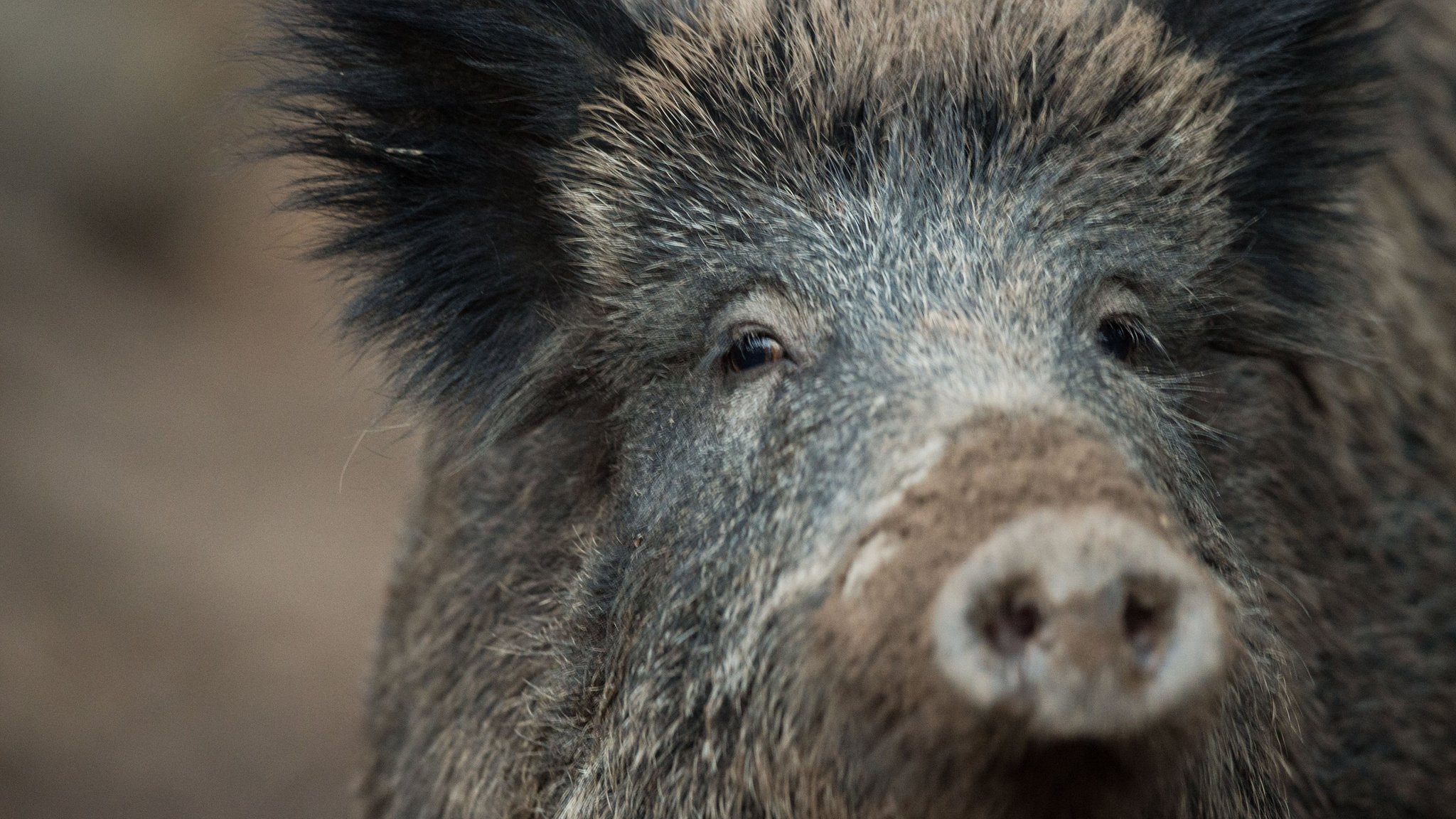 Ansteckende Viruskrankheit bei Wildschwein im Kreis Landshut