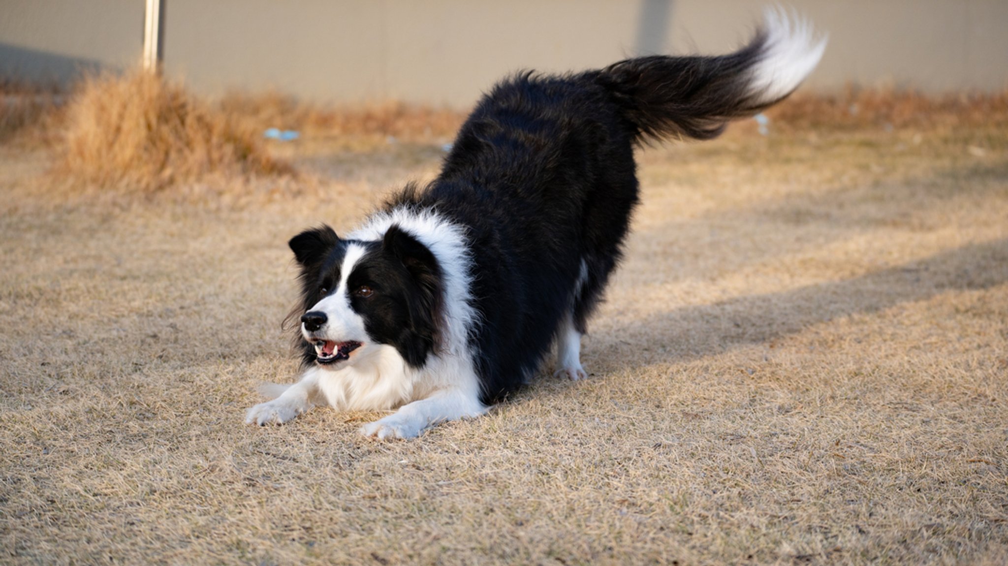 Ein Hund duckt sich beim Spielen (Symbolbild).