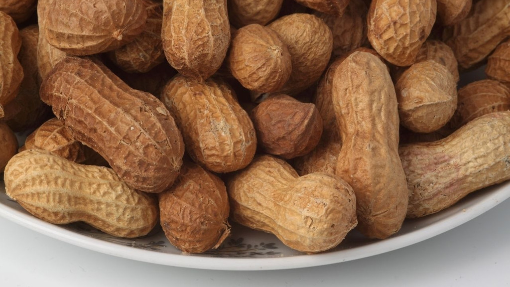 Erdnüsse sind für manche Menschen stark allergieauslösend. Eine Therapie gab es bislang nicht.