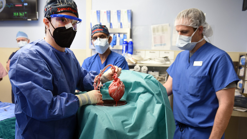 Erste Transplantation mit einem Schweineherz