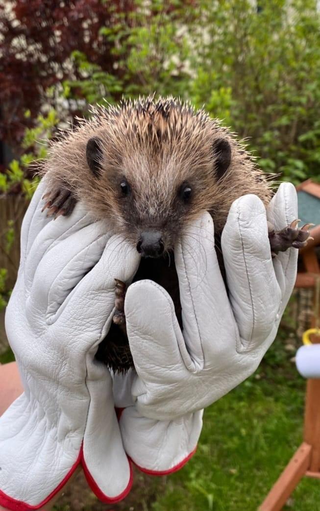 Igel Momo gehalten von zwei behandschuhten Händen