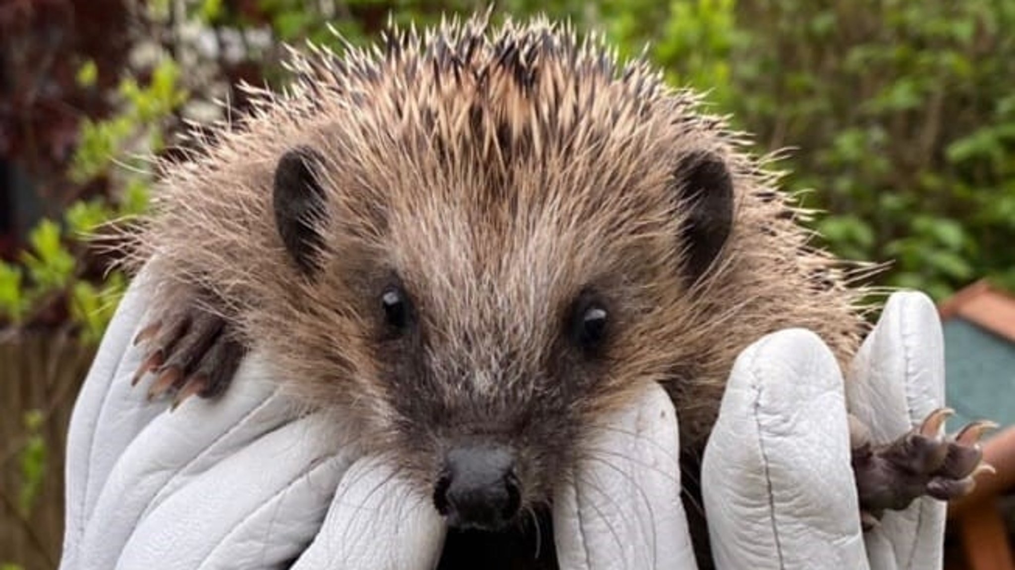 Igel Momo gehalten von zwei behandschuhten Händen