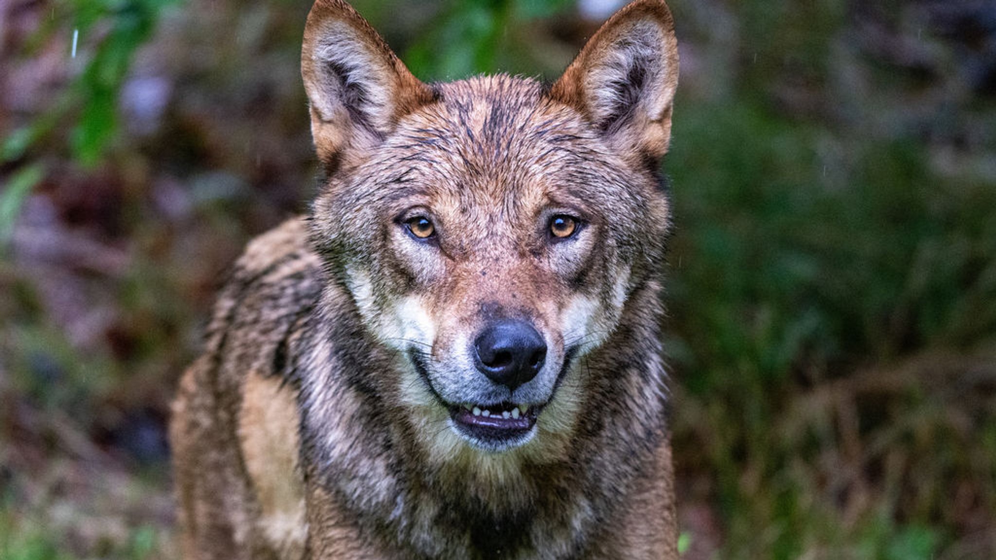 ARCHIV - 10.09.2024, Bayern, Lindberg: Ein Jungwolf steht im Gehege des Nationalparkzentrums Falkenstein. (zu dpa: «Kreise: Kompromiss bei Jagdrecht in Sicht») Foto: Armin Weigel/dpa +++ dpa-Bildfunk +++ | Bild: dpa-Bildfunk/Armin Weigel ARCHIV - 10.09.2024, Bayern, Lindberg: Ein Jungwolf steht im Gehege des Nationalparkzentrums Falkenstein. (zu dpa: «Kreise: Kompromiss bei Jagdrecht in Sicht») Foto: Armin Weigel/dpa +++ dpa-Bildfunk +++