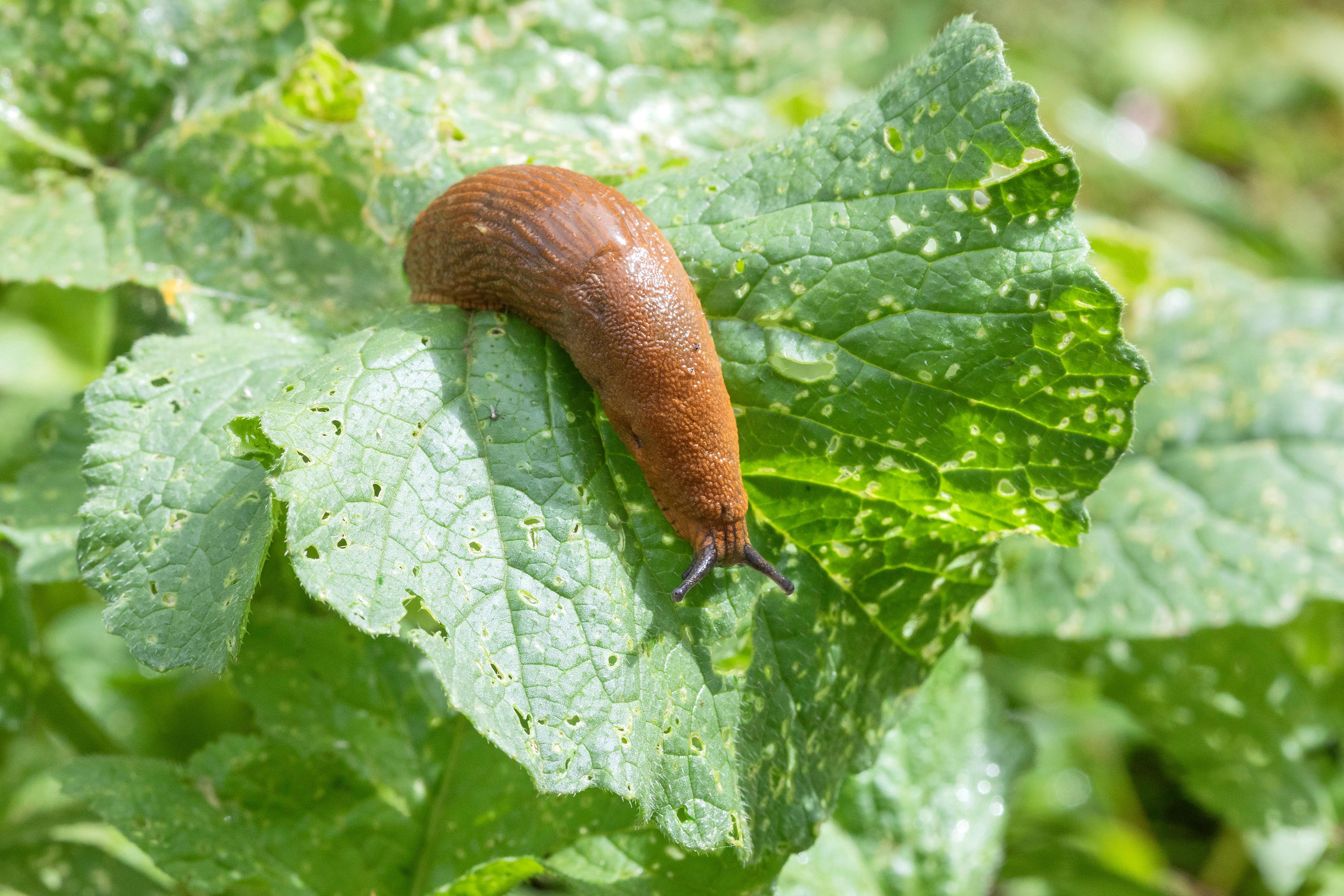 Schnecken im Garten Tipps gegen Schnecken im Garten BAYERN 3