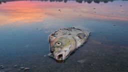 Ein toter Fisch liegt im flachen Wasser | Bild:dpa-Bildfunk/Patrick Pleul