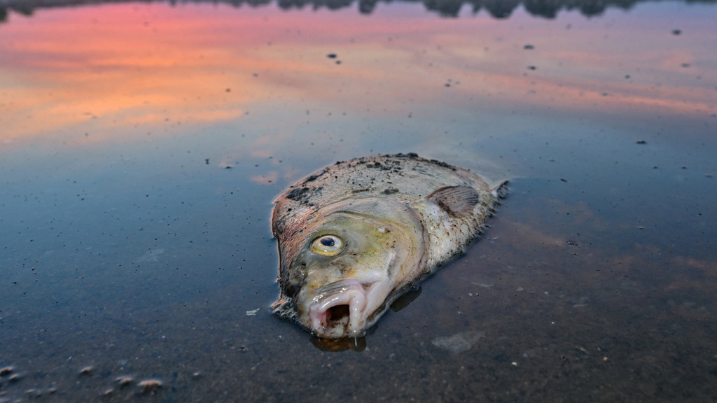 Ein toter Fisch liegt im flachen Wasser