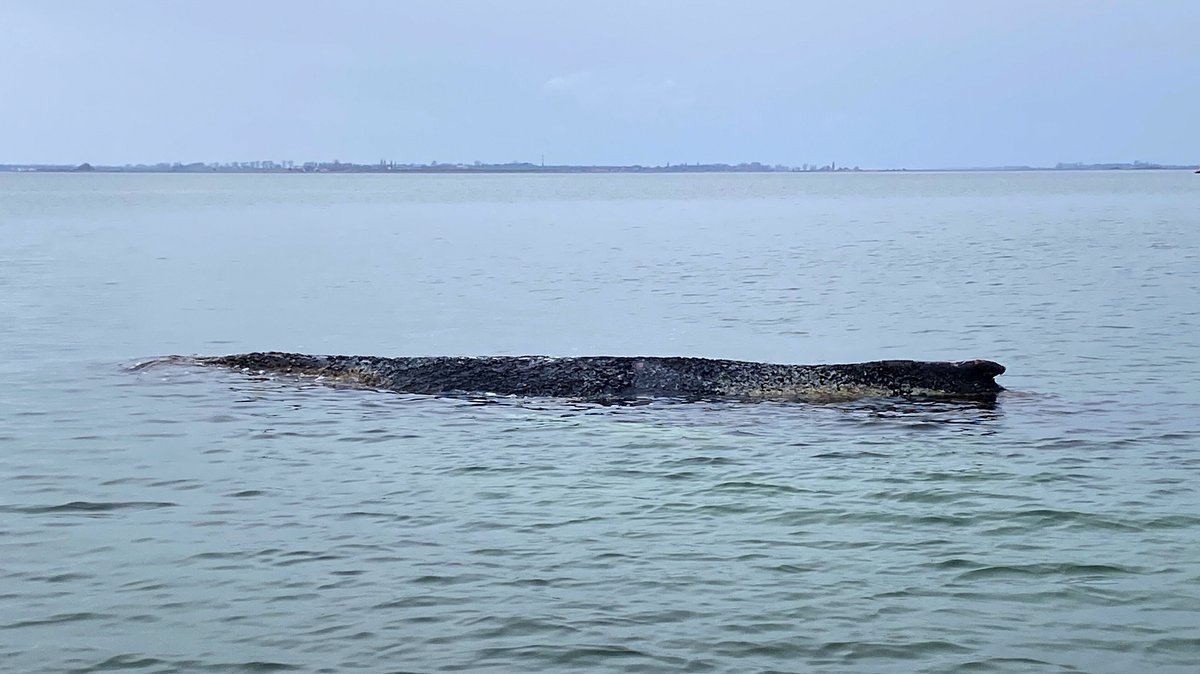 Verirrter Wal in Wismarer Bucht erneut gestrandet