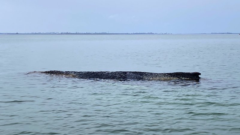 Der erneut gestrandet Buckelwal ist in der Wismarerbucht zu sehen. | Bild: picture alliance/dpa/NEWS5 | Ferdinand Merzbach Der erneut gestrandet Buckelwal ist in der Wismarerbucht zu sehen.