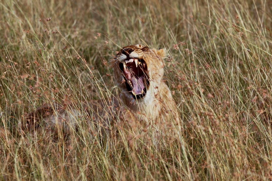 Symbolbild: Löwin mit aufgerissenem Maul