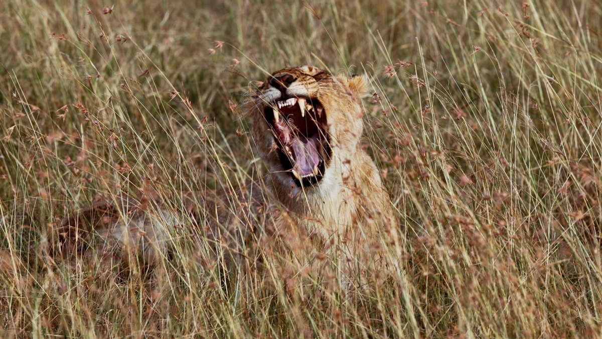 Campingurlauber in Namibia von Löwin getötet