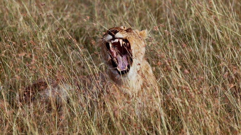 Symbolbild: Löwin mit aufgerissenem Maul | Bild: dpa-Bildfunk/Dai Kurokawa Symbolbild: Löwin mit aufgerissenem Maul