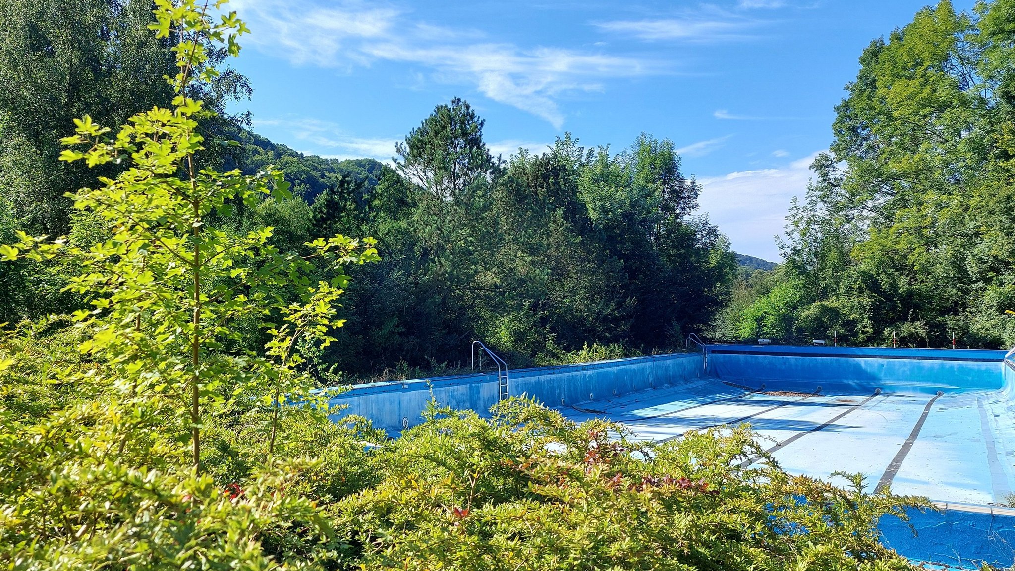 Leeres Schwimmbecken umrankt von Bäumen und Büschen.