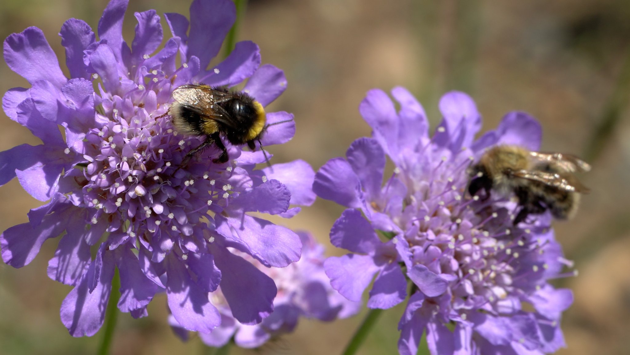 Wildbienen sammeln Pollen und Nektar auf Blüten der sogenannten Tauben-Scabiose - links eine Erdhummel und rechts eine Ackerhummel | Bild: Ralph Wege Wildbienen sammeln Pollen und Nektar auf Blüten der sogenannten Tauben-Scabiose - links eine Erdhummel und rechts eine Ackerhummel