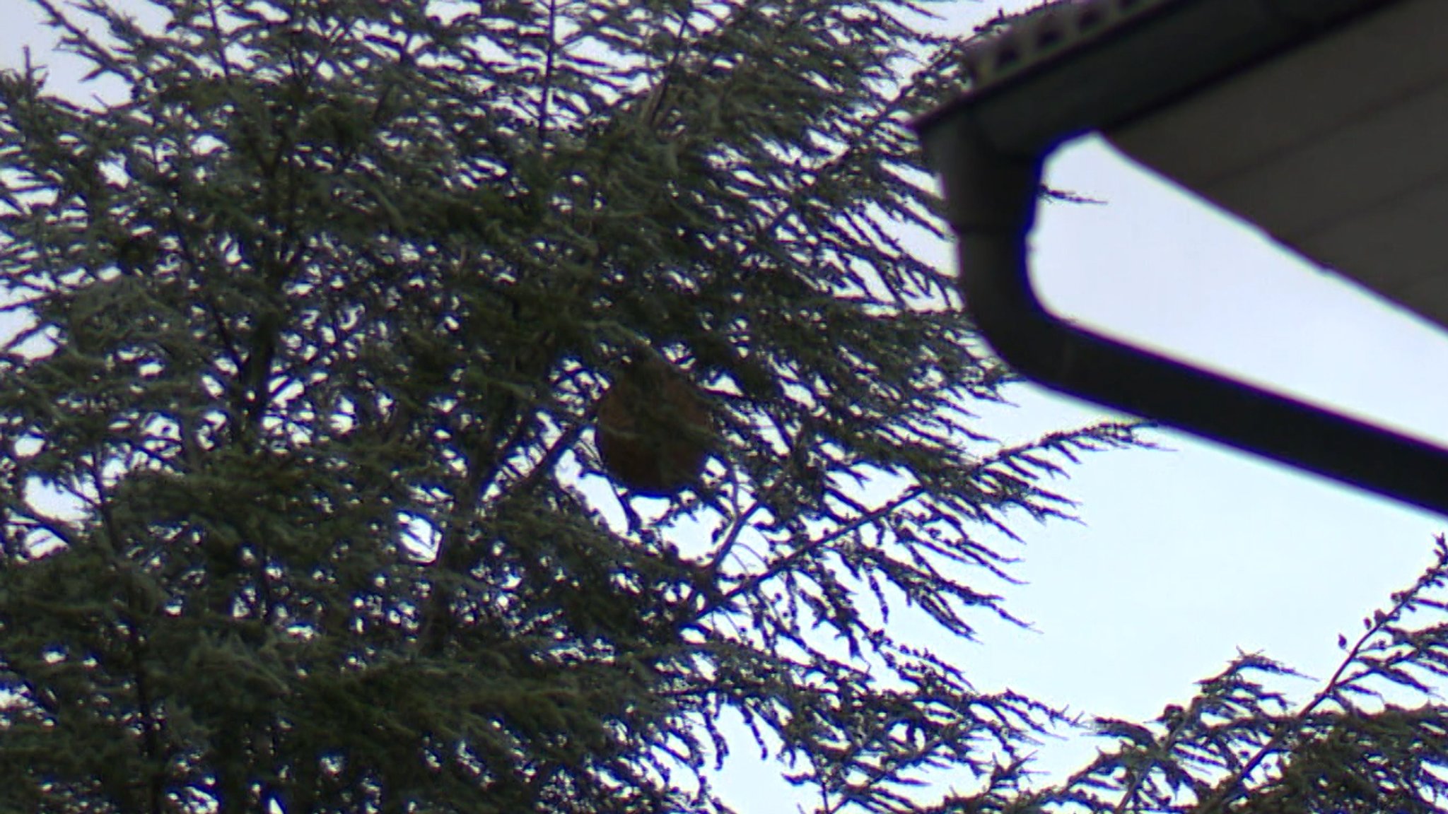 Rundes Hornissennest hängt in einem hohen Nadelbaum