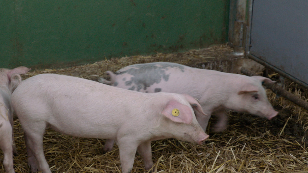 Tierwohl-Programm für Schweinehalter