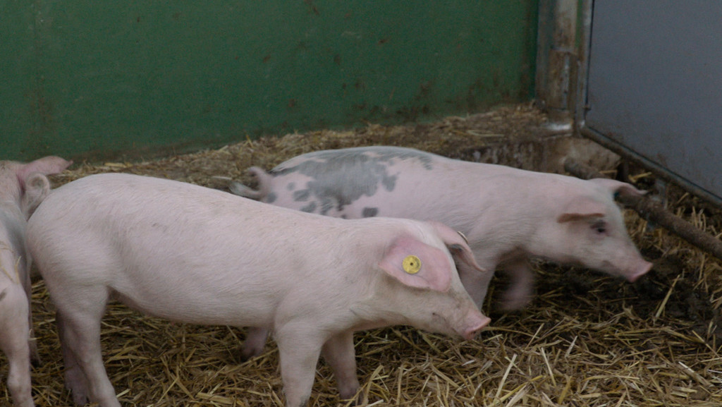 Tierwohl-Programm für Schweinehalter | Bild: BR Tierwohl-Programm für Schweinehalter