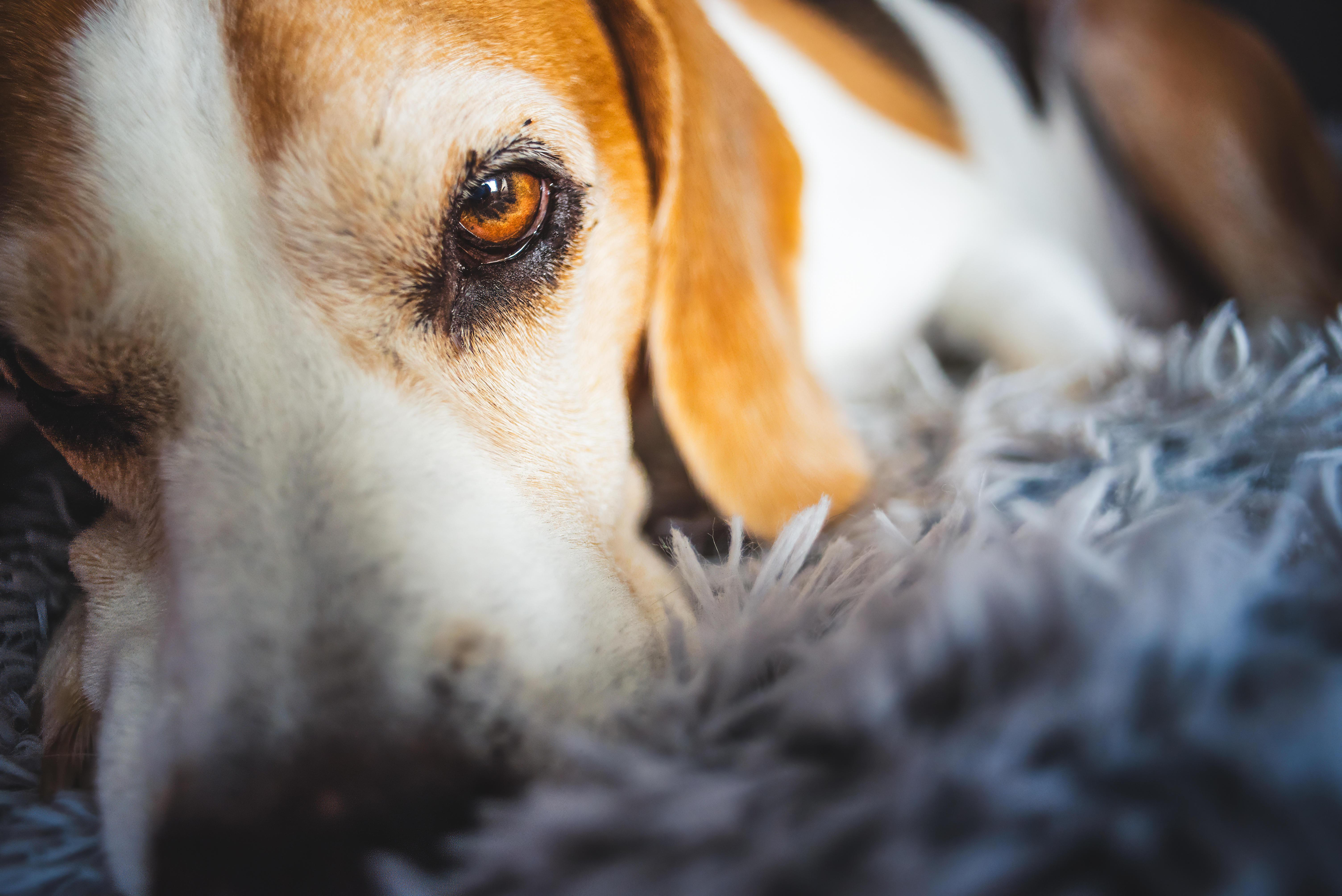 Ein Beagle liegt auf einem Fell und schaut in die Kamera. Hunde können Buttons drücken, die Worte abspielen. Können sie also mit ihren Besitzern sprechen?