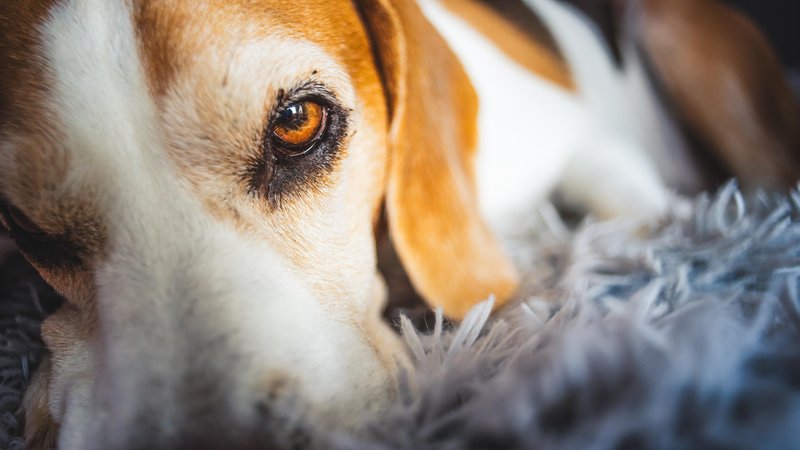 Ein Beagle liegt auf einem Fell und schaut in die Kamera. Hunde können Buttons drücken, die Worte abspielen. Können sie also mit ihren Besitzern sprechen? | Bild: picture alliance/ Zoonar/ Przemyslaw Iciak Ein Beagle liegt auf einem Fell und schaut in die Kamera. Hunde können Buttons drücken, die Worte abspielen. Können sie also mit ihren Besitzern sprechen?