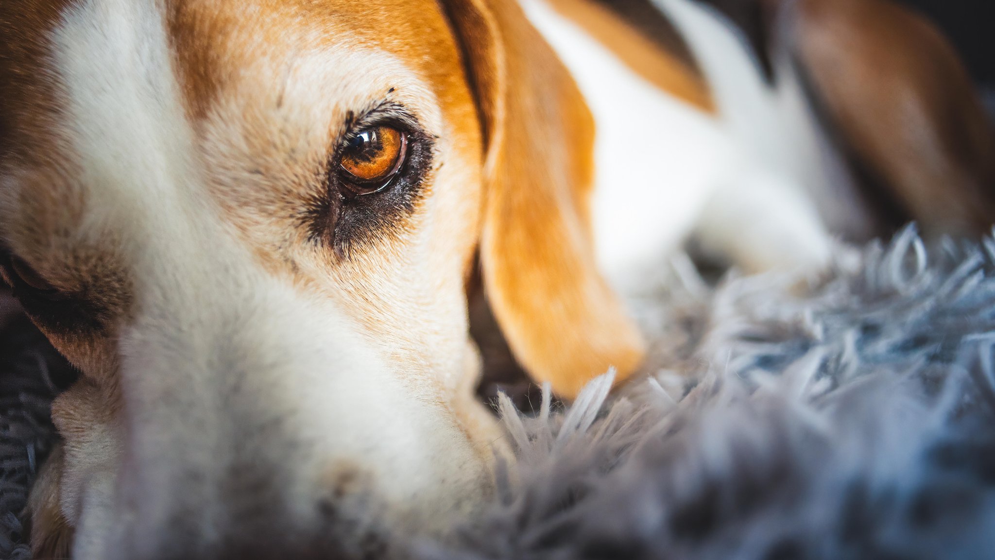 Ein Beagle liegt auf einem Fell und schaut in die Kamera. Hunde können Buttons drücken, die Worte abspielen. Können sie also mit ihren Besitzern sprechen?