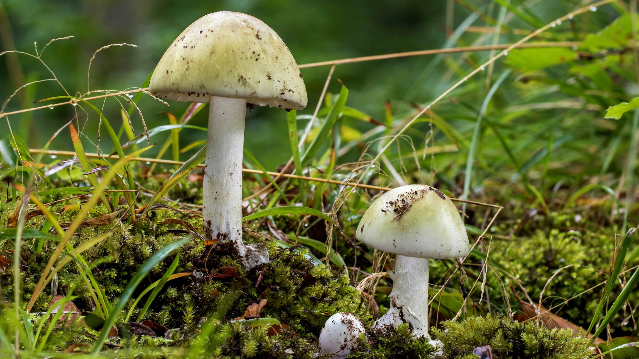 Grüne Knollenblätterpilze (Amanita phalloides) stehen auf Waldboden (Symbolbild).