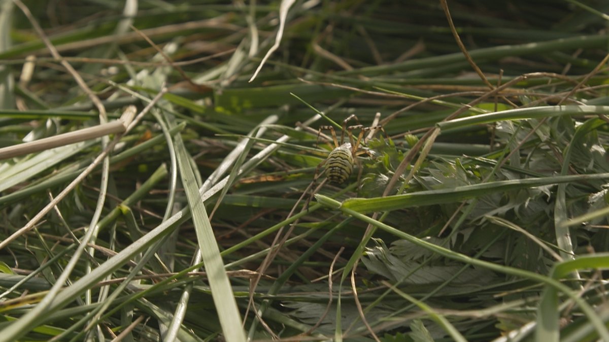 Grün-gelb-scharz gestreifte Spinne läuft über das frisch gemähte Gras