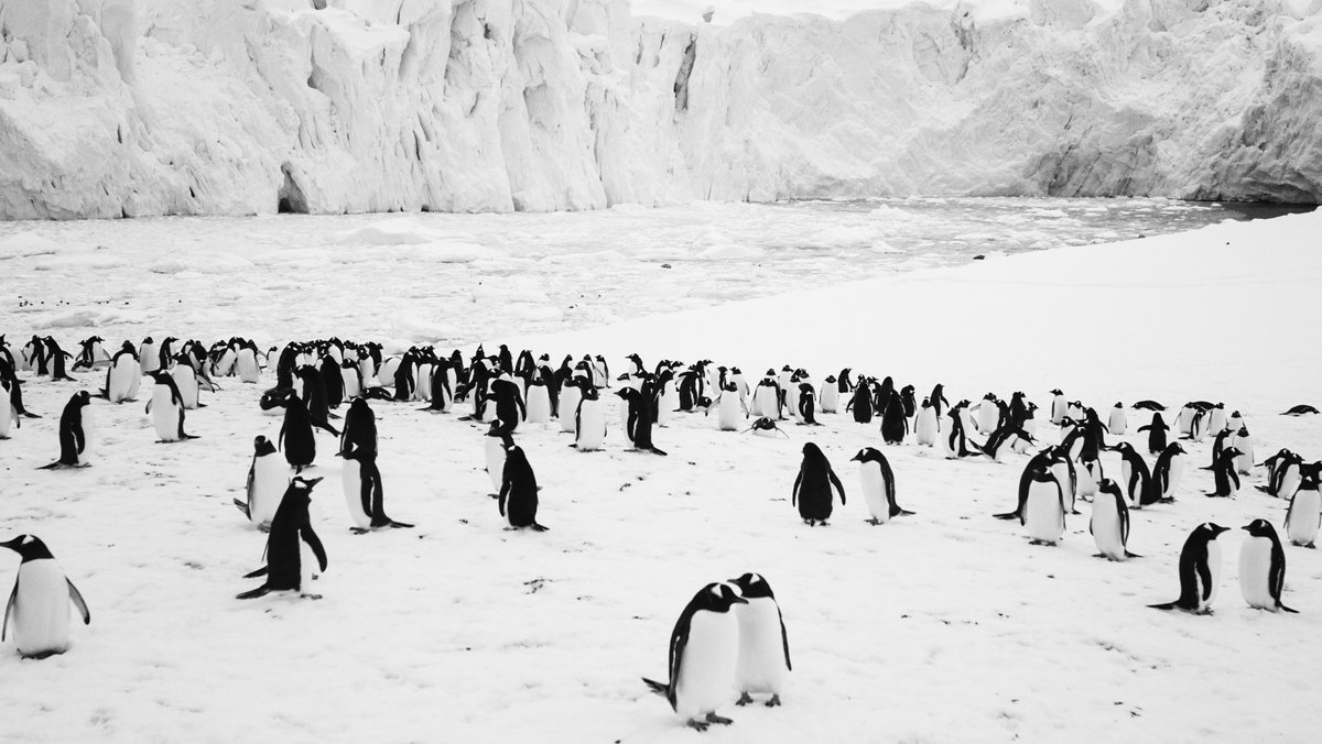 "Rückkehr zum Land der Pinguine"-Filmszene