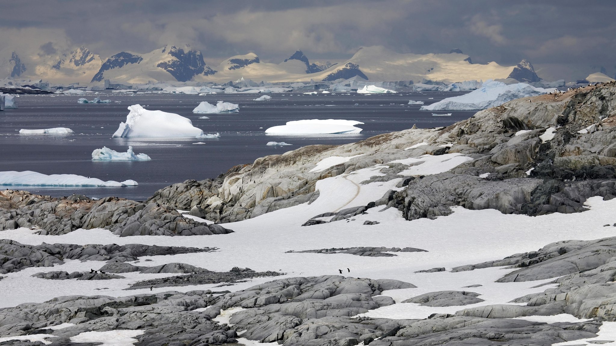 Eselspinguine (Pygoscelis papua) auf Petermann-Insel, Antarktis