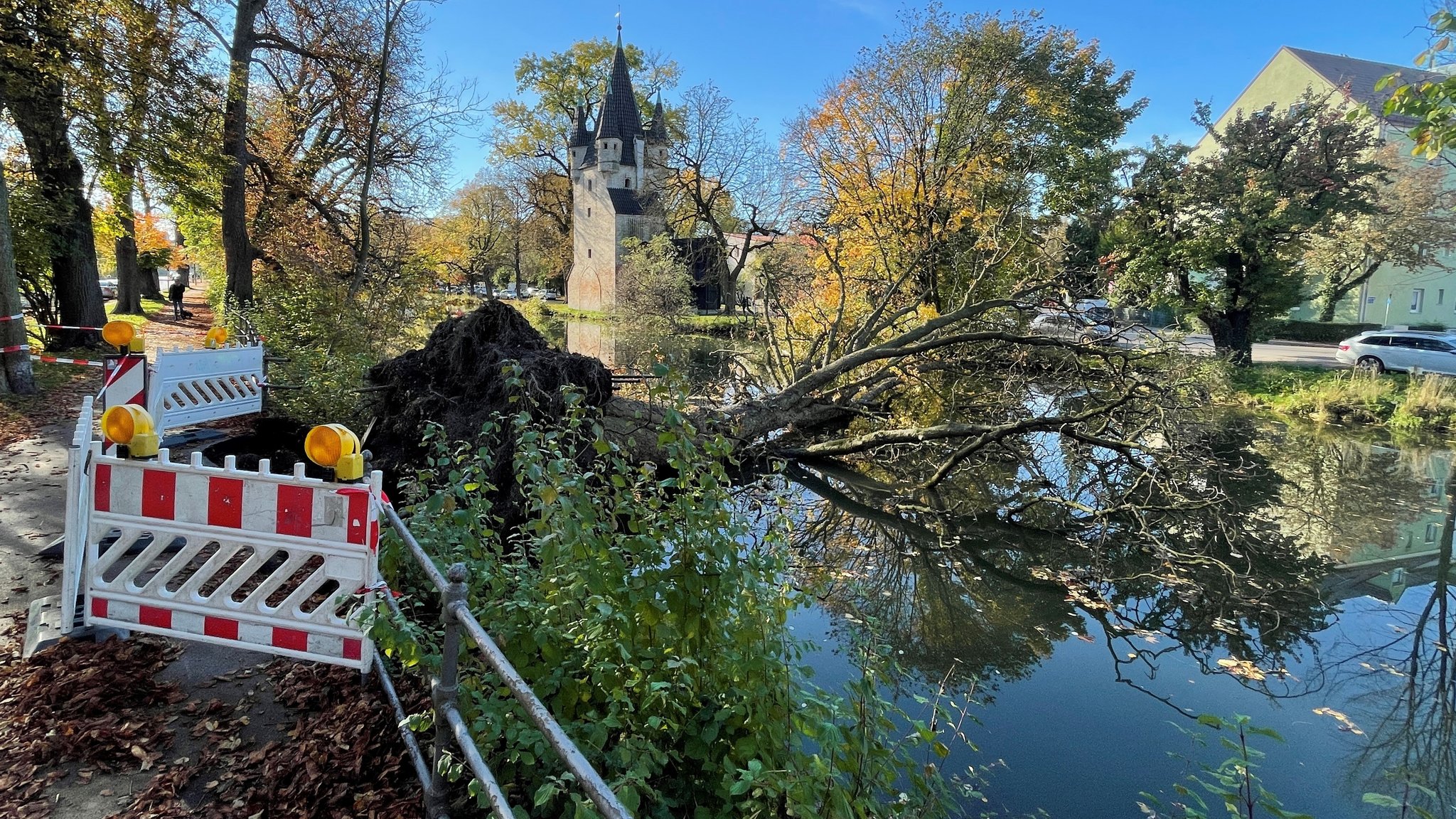 Pilzbefall für umgestürzten Baum in Augsburg verantwortlich