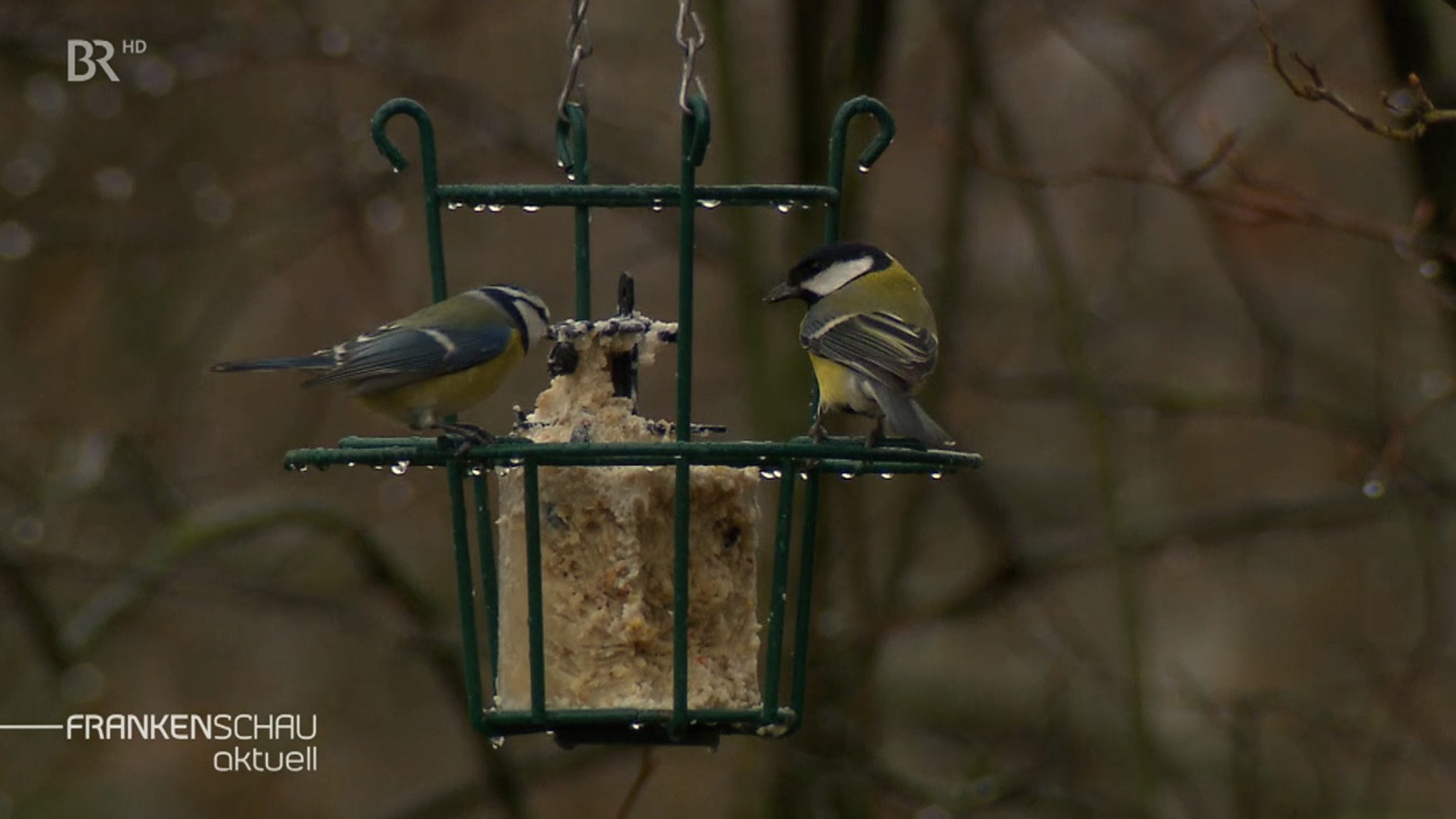 "Stunde der Wintervögel"