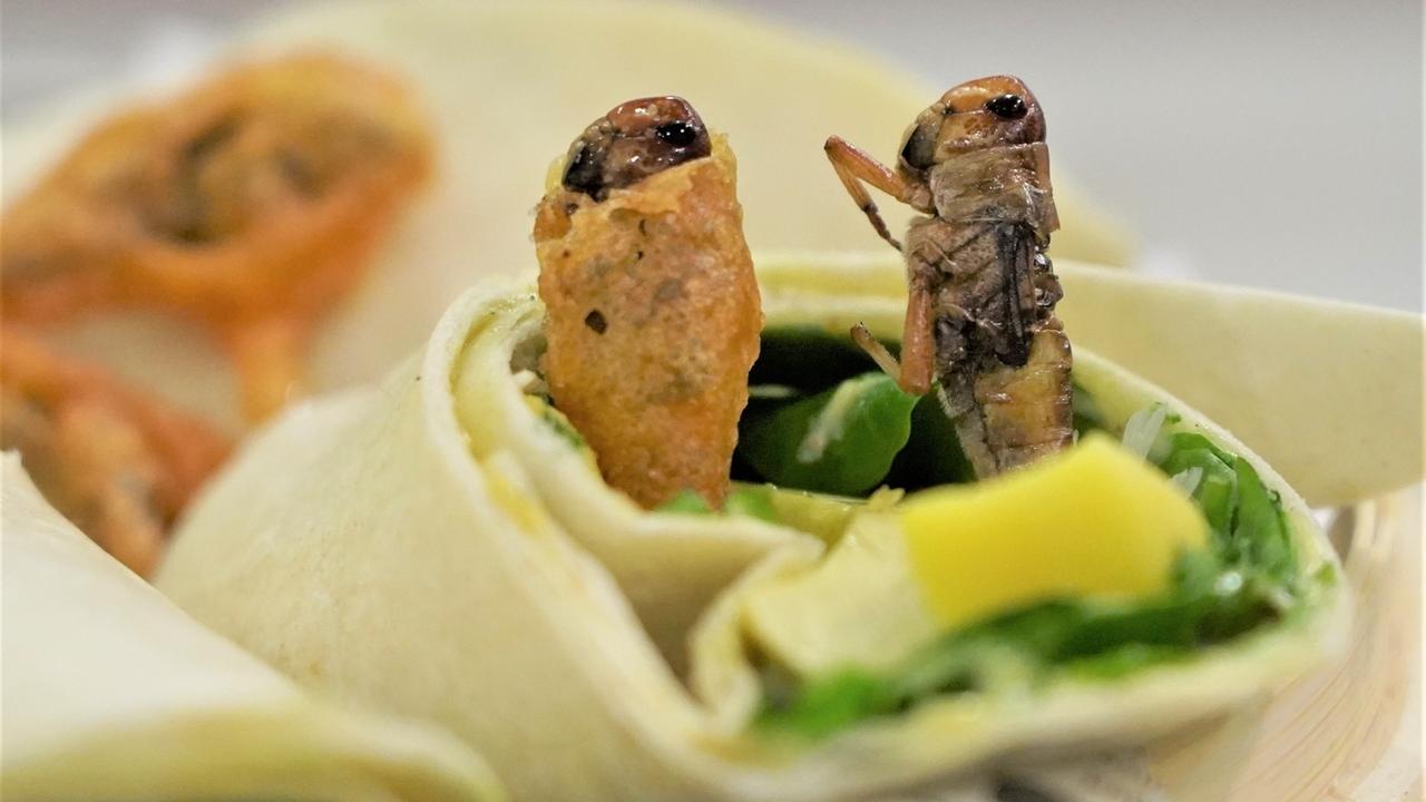 Insekten auf dem Teller: Alternative zum Schnitzel? | BR24