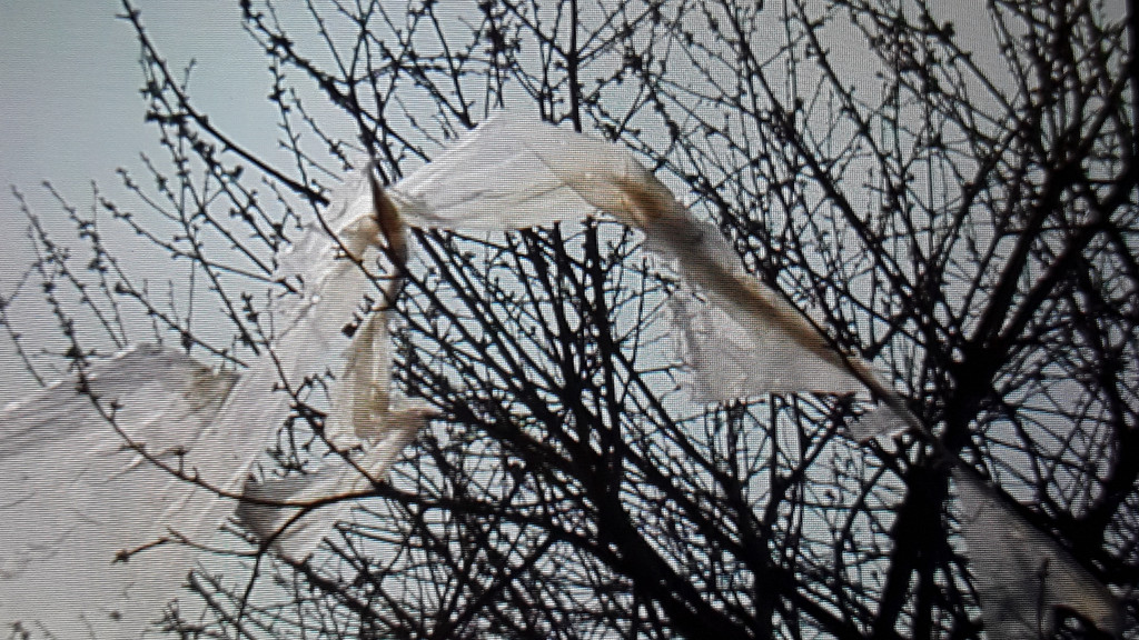 Bei Sturm können sich Plastikfolien von Spargelfeldern lösen und in Bäumen hängen bleiben.