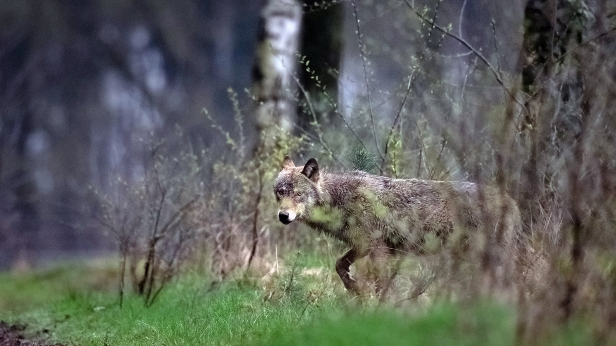 Ein Wolf zwischen Gräsern und Sträuchern. (Symbolbild)