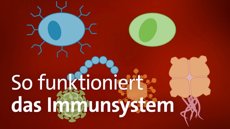 So funktioniert das Immunsystem