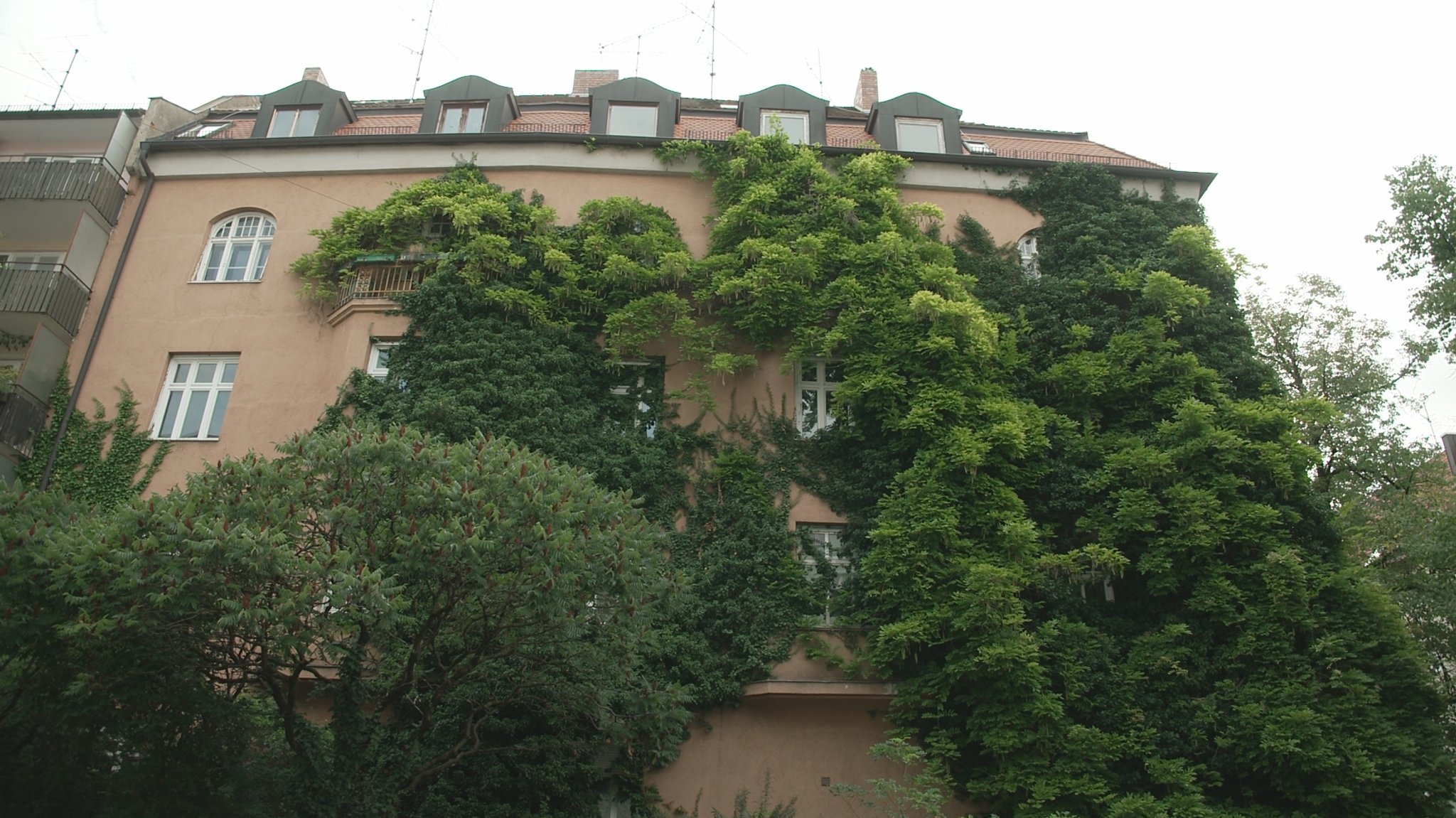 Kletterpflanzen haben ein leerstehendes Haus in der Münchner Agnesstraße überwuchert | Bild: BR/Mathias Flasskamp Kletterpflanzen haben ein leerstehendes Haus in der Münchner Agnesstraße überwuchert