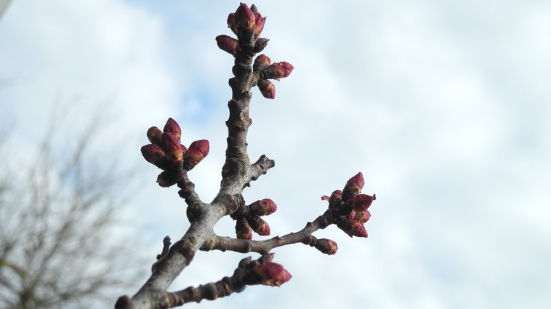 Ein Zweig mit rötlichen geschlossenen Knospen vor bewölktem Himmel | Bild: BR / Ursula Klement Ein Zweig mit rötlichen geschlossenen Knospen vor bewölktem Himmel