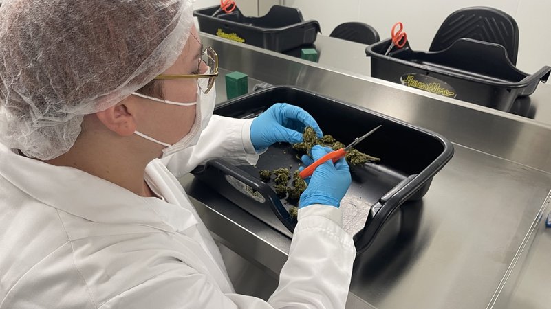 Eine Labor-Arbeiterin arbeitet an medizinischem Cannabis