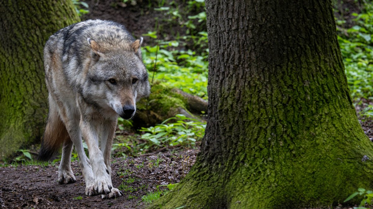 Ein Europäischer Grauwolf streift durch einen Wald