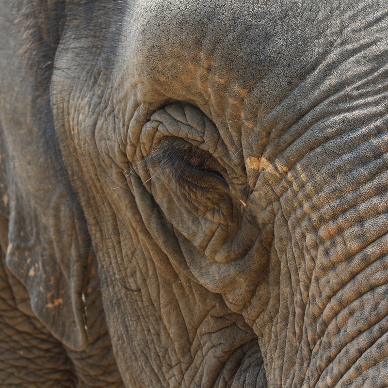 Elefanten - die sanften Giganten - radioWissen | BR Podcast