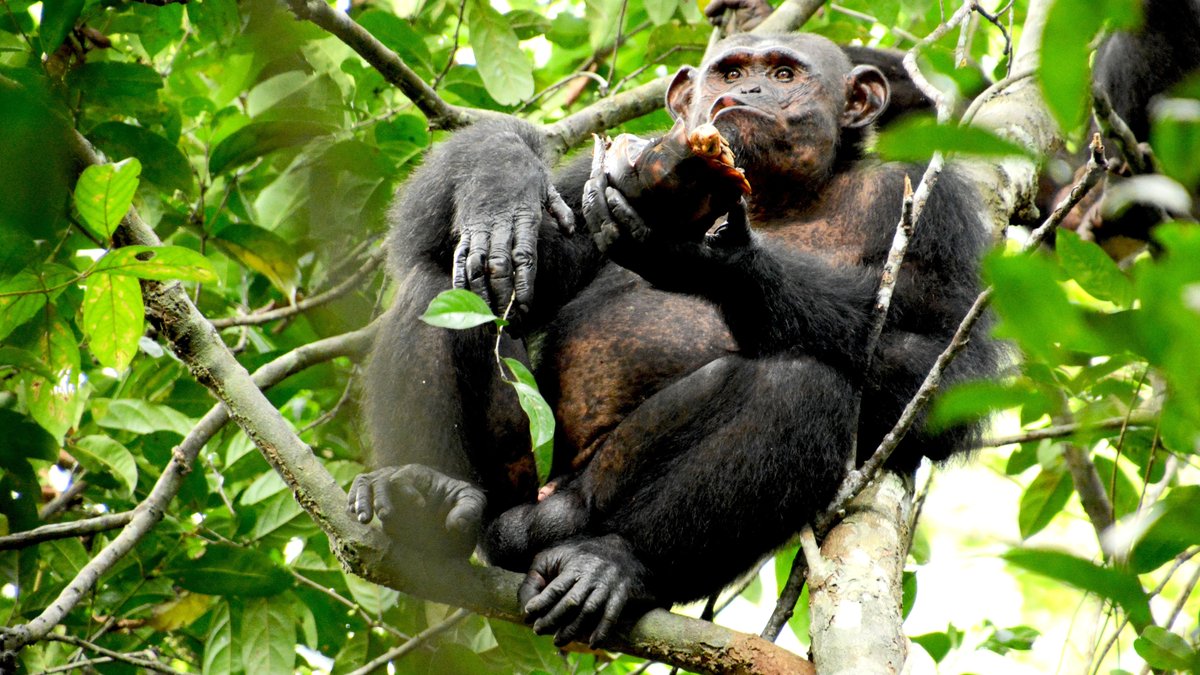 Ein Schimpanse sitzt in Gabun im Loango Nationalpark auf einem Baum - und lässt sich eine Schildkröte schmecken.