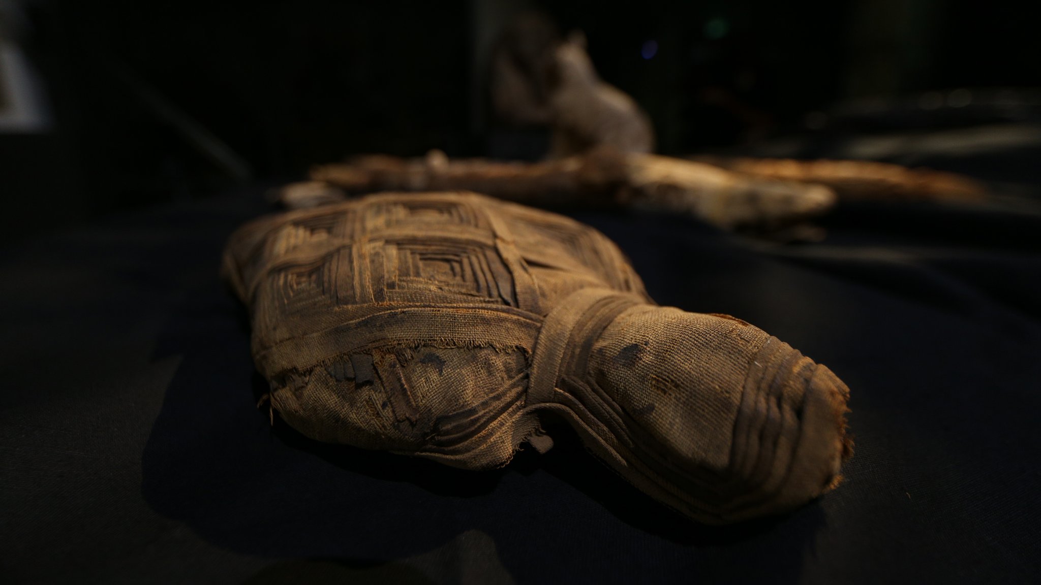 Falken-Mumie, Manchester Museum.