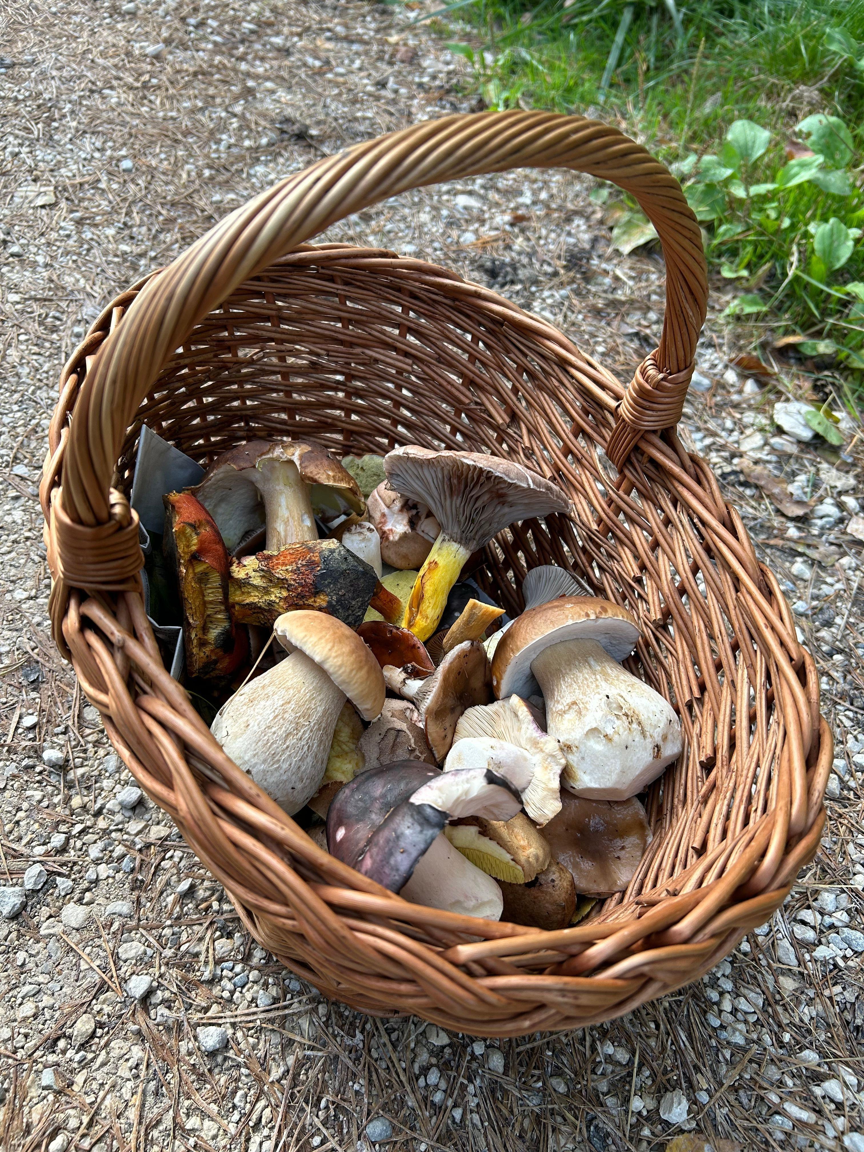 Viele Pilze liegen in einem Korb.