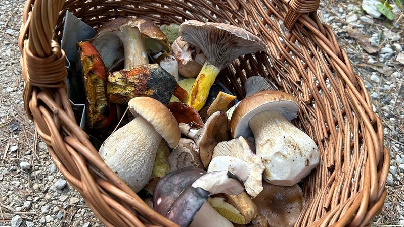Viele Pilze liegen in einem Korb. | Bild: BR/Laura Nadler Viele Pilze liegen in einem Korb.