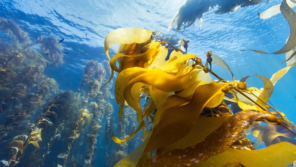 Die "Shallow Sea Forests" nahe der Insel Scilly in England - Filmszene aus "Ozean mit David Attenborough".