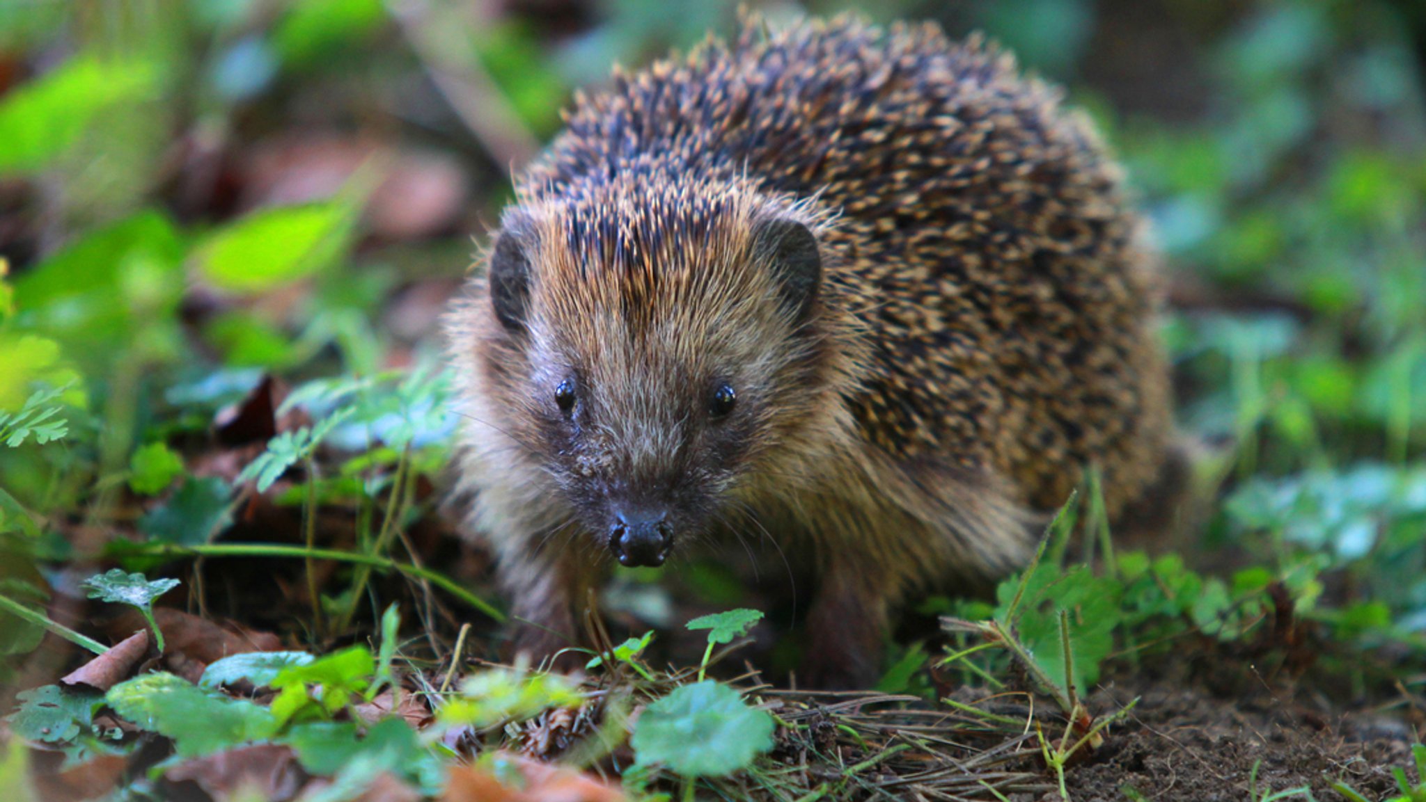 Eine Igel