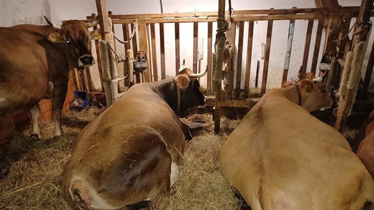 Drei der vier Milchkühe von Veronika Bartl in dem 100 Jahre alten Stall in Partenkirchen