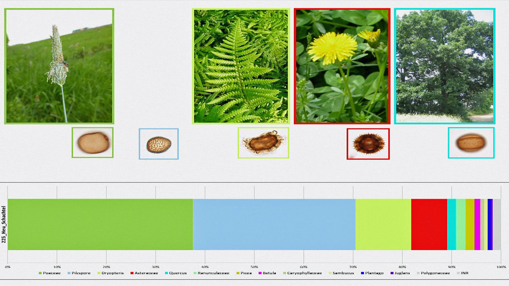 Pollen-Analyse