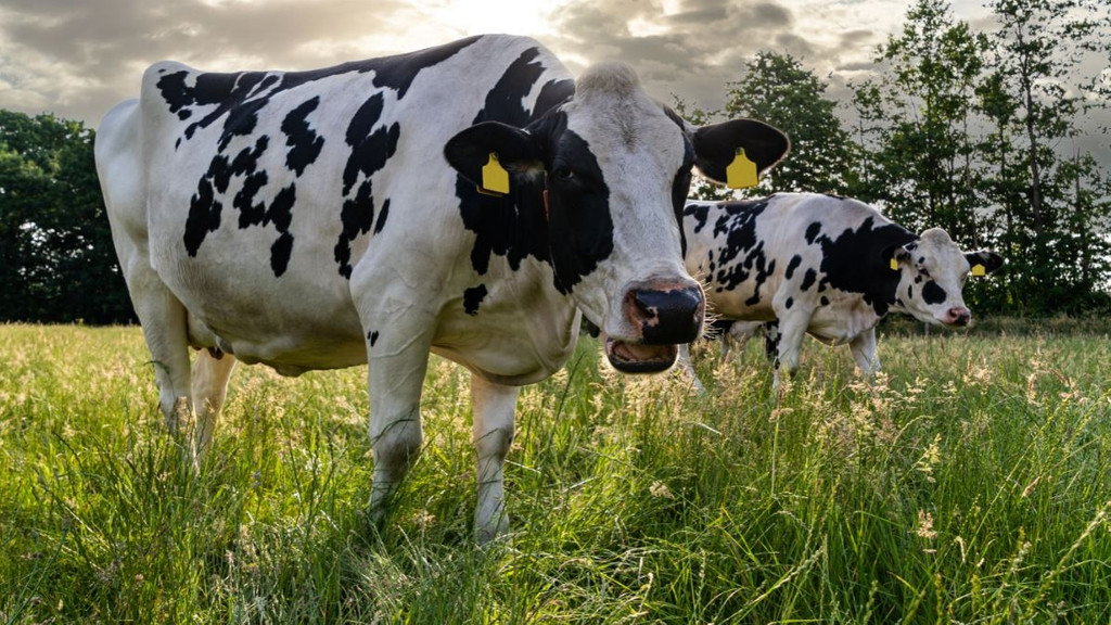 Rinder auf einer Weide (Symbolbild) | Bild: picture alliance / Countrypixel | FRP Rinder auf einer Weide (Symbolbild)