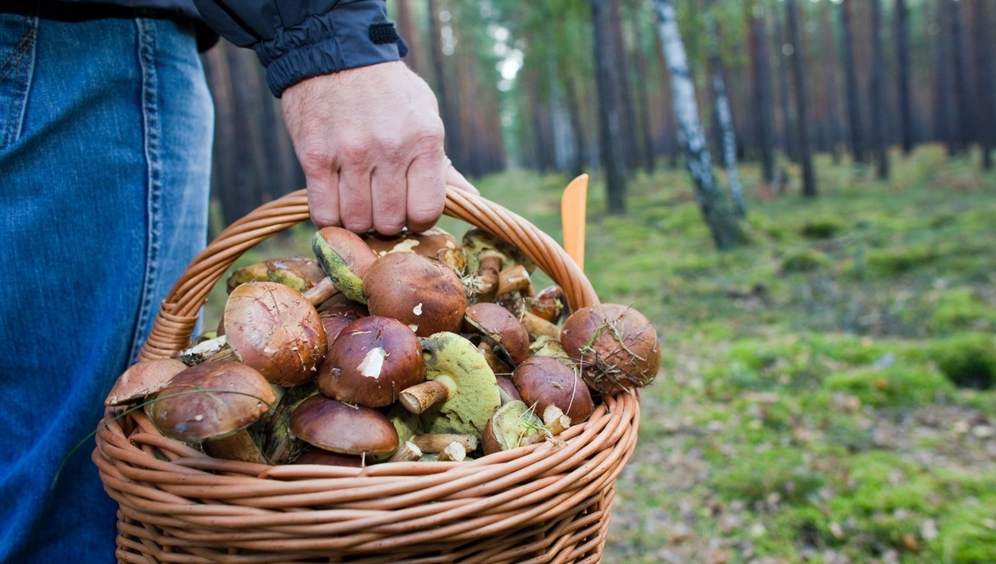 Schwammerlsuchen im Bayerischen Wald